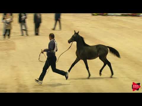 N 10 RABHA L AZRI   A H  Moroccan Breeders' Cup 2019   Filly Foals Class 0A