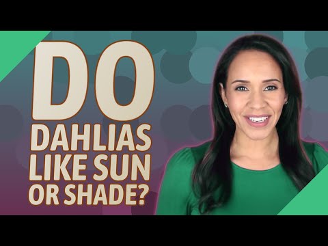 image-Can you grow dahlias in the shade?