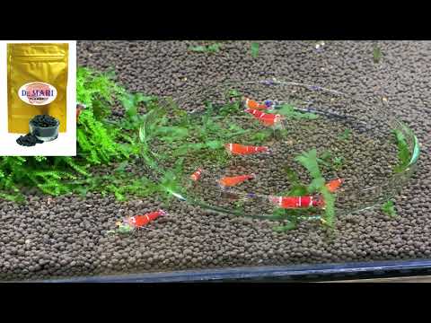 Caridina Super Cristal Red / Alimento DE MARI de PLAMSKI