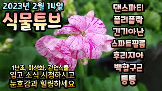 완전 봄기운 물씬 나는 식물들 대량 입고 입니다.  입고식물들 보고 힐링 하세요~  #양재꽃시장 #식물튜브 …