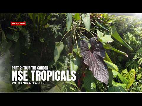 Inside the 'Queen of Rare Plants' Wonderland