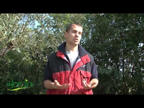 comment soigner hortensias malades