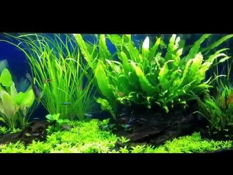 Planted Discus Aquarium