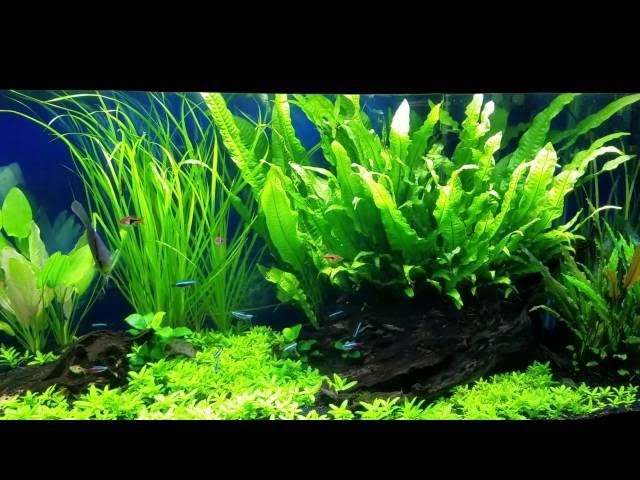Planted Discus Aquarium