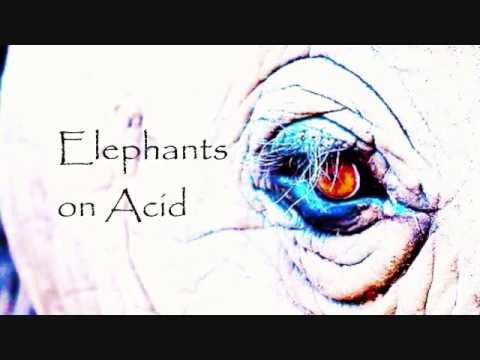 Suspended Groove - Elephants On Acid