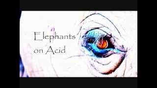 Suspended Groove - Elephants On Acid