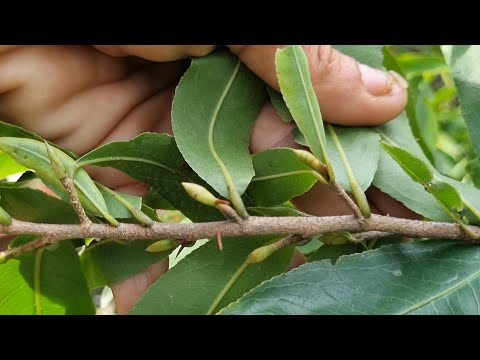 10-8AL,Biết Cách Tạo Nụ Mai Và Chăm Sóc Đúng,Thì Sẻ Vào Nụ Rất Chuẩn.