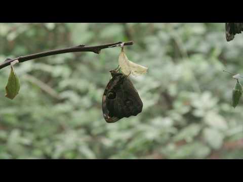 Opsiphanes cassina -  Emergence