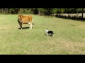 Perro y vaca se hacen amigos Perro y vaca se hacen amigos