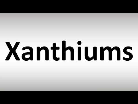 How to Pronounce Xanthiums