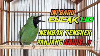 Download lagu CUCAK IJO ISIAN TENGKEK BUTO | Cocok Buat Masteran mp3 Download lagu CUCAK IJO ISIAN TENGKEK BUTO | Cocok Buat Masteran mp3