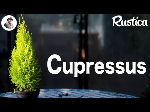 Le cyprès de Lambert (Cuppressus macrocarpa) goldcrest