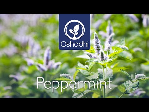 Peppermint (Mentha piperita) | Essential-Oil-Plant Portrait by Dr. Malte Hozzel
