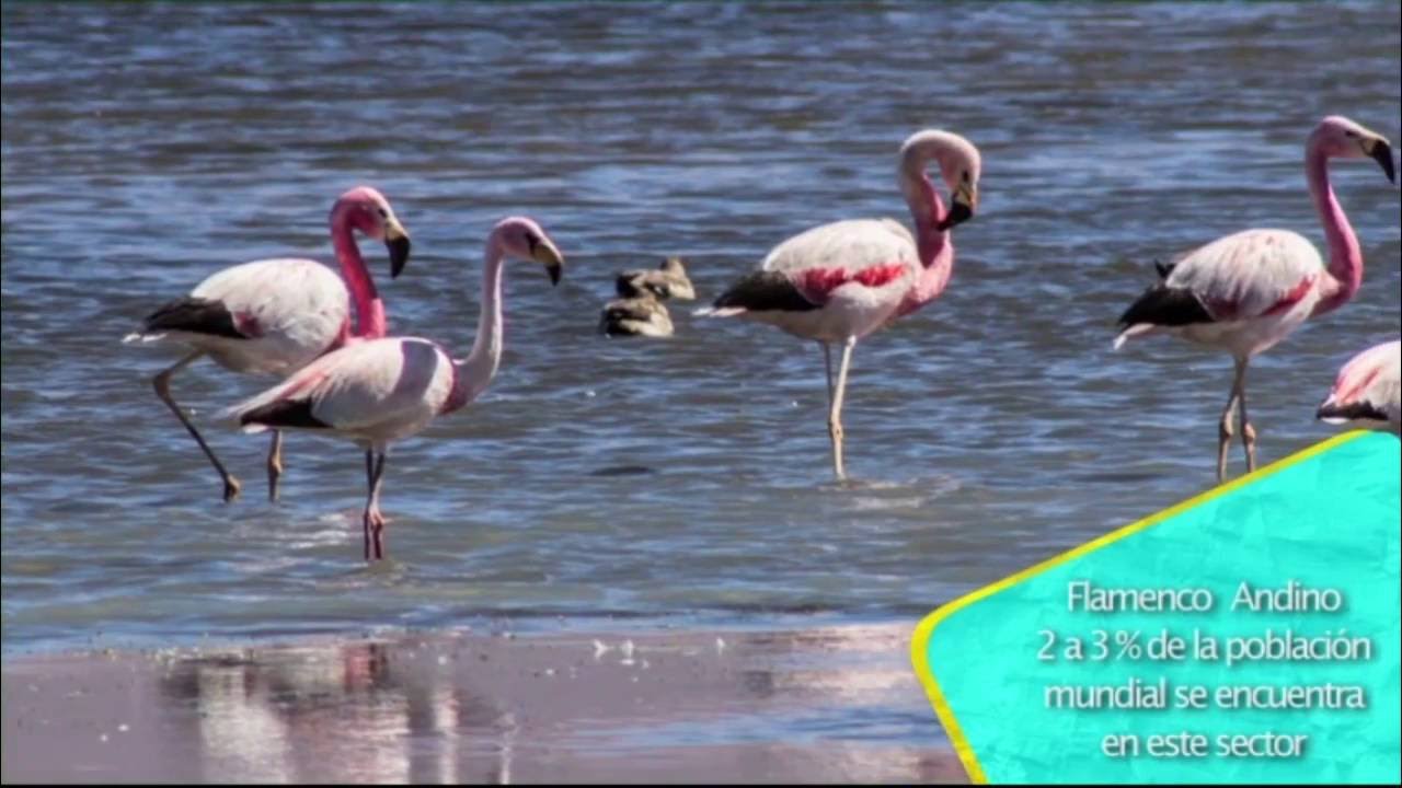 Cap3 PN Nevados de Tres Cruces: Biodiversidad y Conservación