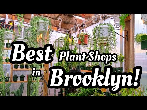PLANT SHOPPING || The Best of Williamsburg Brooklyn for Rare & Common Houseplants 🪴