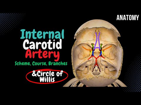 Internal Carotid Artery Scheme (Side branches, Circle of Willis) | Anatomy