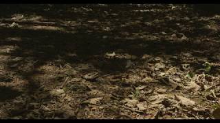 Gem Club - Twins (slowed and reverb)