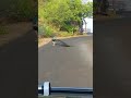 Peacock Dance In Rain Funny Video