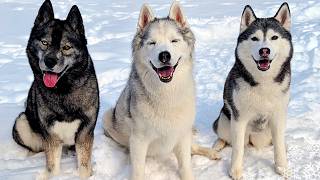 The Dogs Have A BIG Announcement Today!