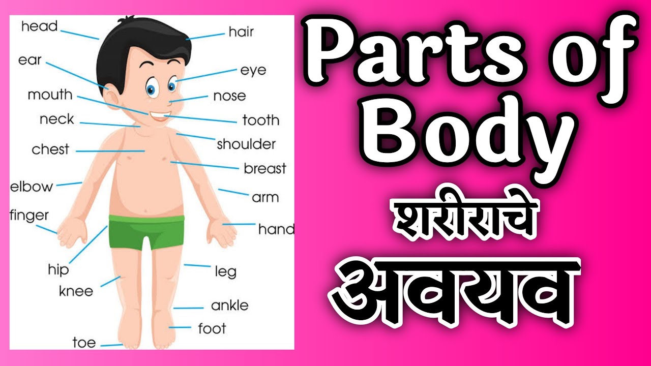 parts of body , body parts , marathi , शरीराचे अवयव