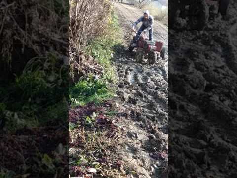 Trocariciu in actiune