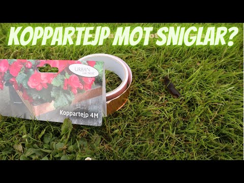 Kan koppartejp hjälpa mot mördarsniglar???