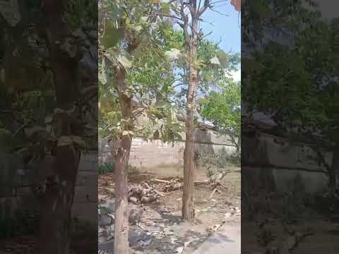 Temple walls Adi TiruvuRangam