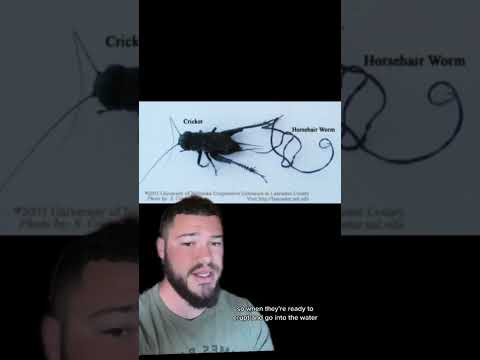 The Most Disgusting Parasites Part 4 #disturbing