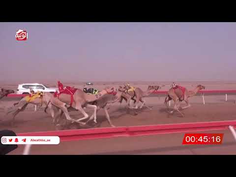  ش 12 (الظبي) لـ صالح محمد بن حبتور العامري 2:09:28 ، شارة الصندوق 2026/07/11 فطامين الوقن