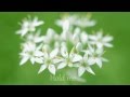 The Little Dippers / Forever　（with lyrics)