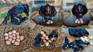Aseel Hen’s Natural Hatching Process | 21 Days from Eggs to Chicks | Hen Hatches 9 Chicks in 21 Days