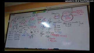16) Dr. Wael Salah congenital glaucoma