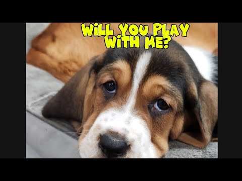 Train ANY Puppy in 4 Weeks (Most People Do This Wrong)