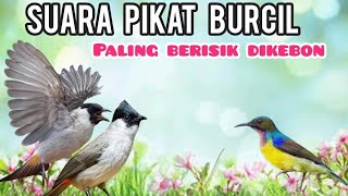 Download lagu SUARA PIKAT BURUNG KECIL PALING BERISIK DIKEBON 😁 mp3 Download lagu SUARA PIKAT BURUNG KECIL PALING BERISIK DIKEBON 😁 mp3