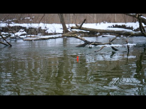 Float Fishing Winter Steelhead - Bobber Down Footage