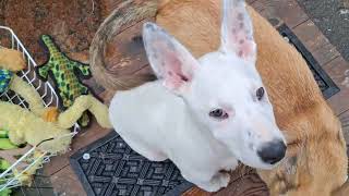 Video preview image #1 Shollie Puppy For Sale in Sebec, ME, USA