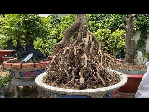 Đế khủng-Sổ Nôm cao 70 cm /Bonsai BĐS # 462