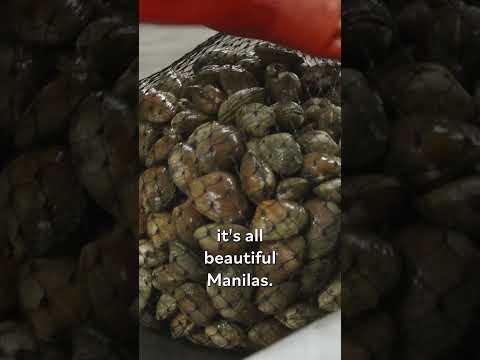 How Manila Clams Are Cleaned and Processed #shorts