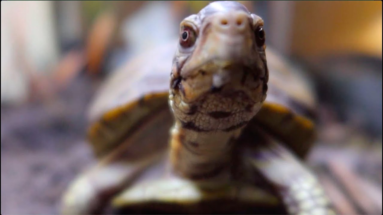 Don't Paint Your Tortoise Shell!