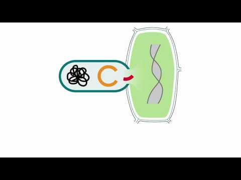 Transformation mit Agrobakterien