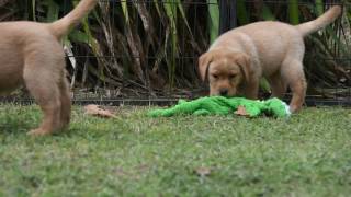 Harmony x Ricky - 7 weeks