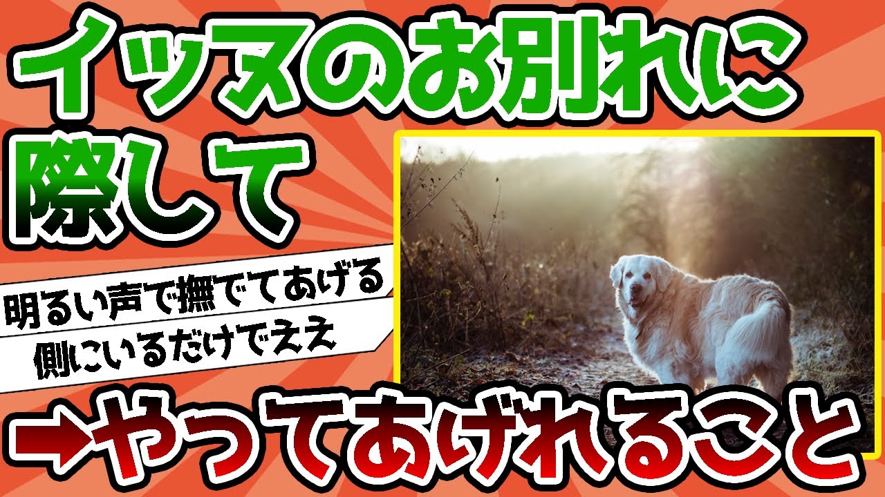 【2ch動物スレ】イッヌ15のお別れに際してやってあげれることに自信ニキ