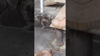 animale se sperie de stranut