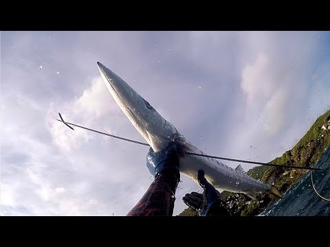 ◊ BARRACUDA XXL AND  MORE ◊