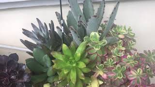 Succulent garden dish with birds