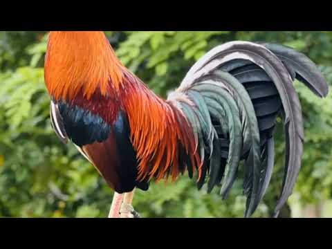 best fighting chicken bloodline | zammy infante vlog