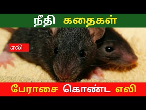 பேராசை கொண்ட எலி | நீதி கதைகள்  | Tamil Moral Stories | Short Stories | Tamil Stories for Kids