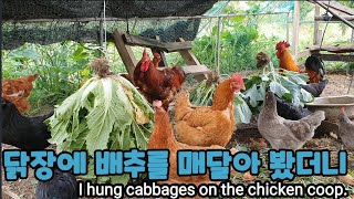 닭장에 배추를 매달아 봤습니다. I hung cabbages on the chicken coop.