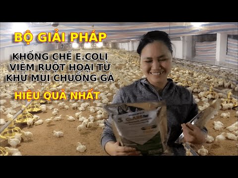 Khống chế E.coli, Viêm ruột hoại tử, Mùi hôi, khí độc chuồng nuôi Gà | Giải pháp hiệu quả nhất