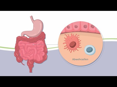 Immunorgan Darm – Unser Schutzschild gegen Krankheitserreger